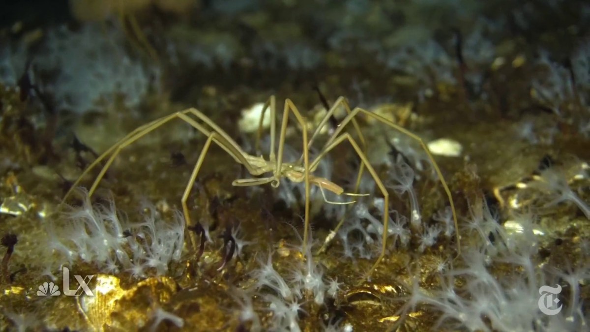 Scientists Are Studying Antarctic Sea Spiders to Learn About Climate Change - NBC4 Washington