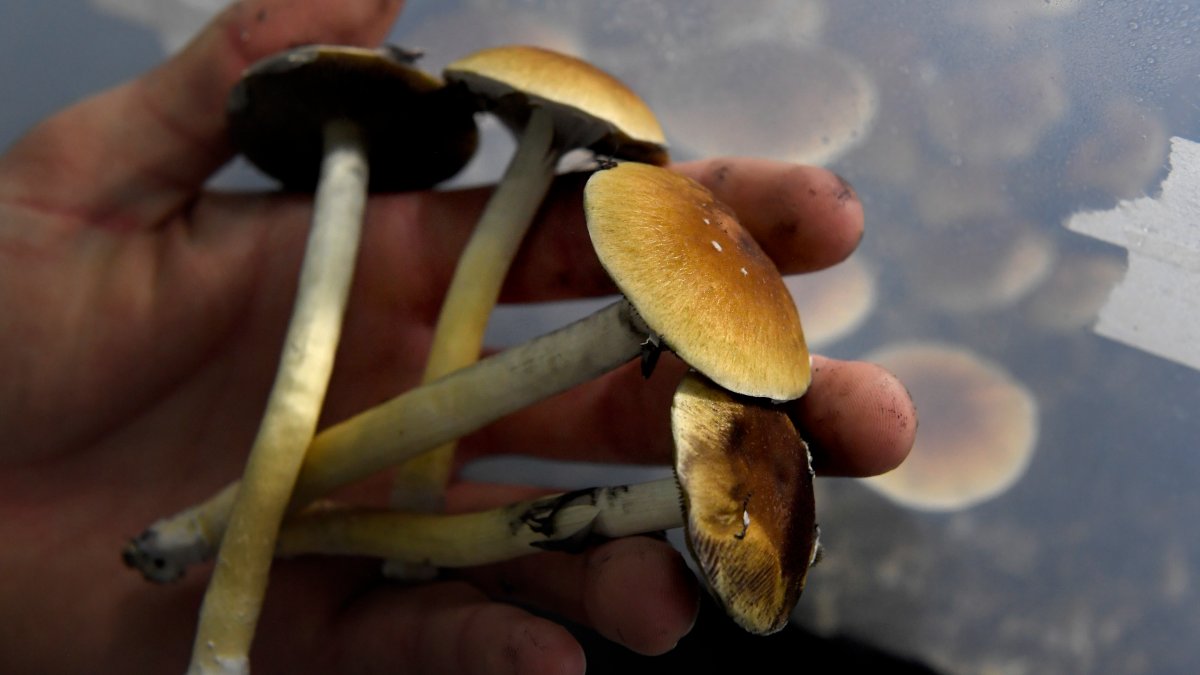 Activists Seek to Decriminalize ‘Magic’ Mushrooms in DC NBC4 Washington