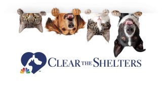 Clear the Shelters