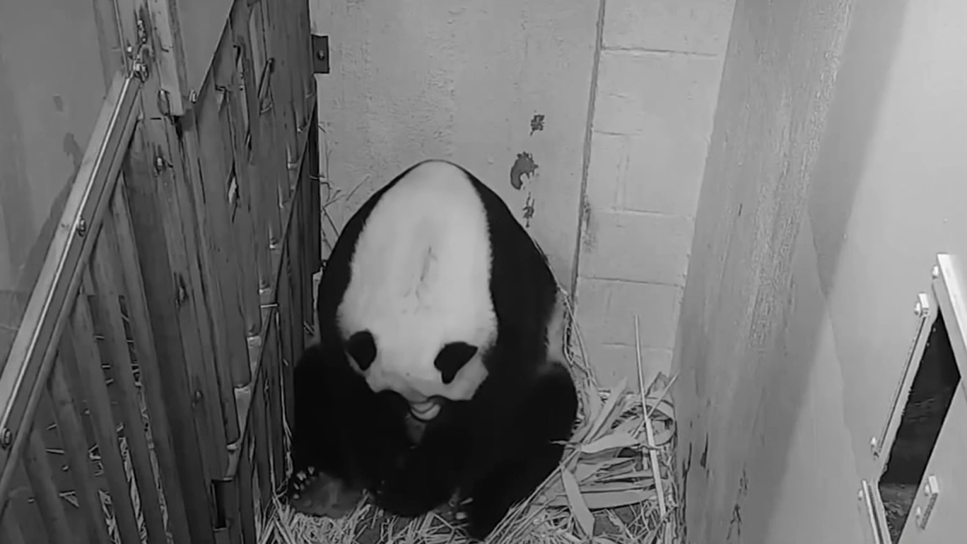 ‘The Whole World Celebrates' On-Camera Birth of Panda Cub