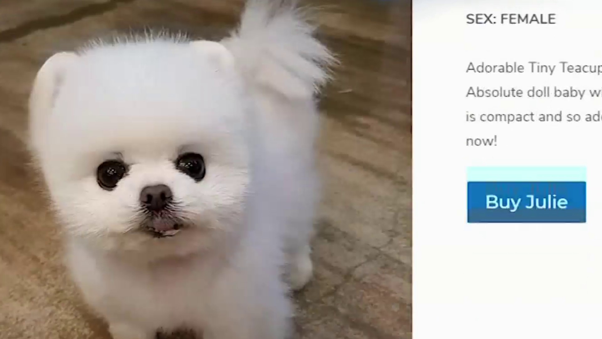 forever puppies llc complaints