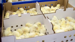 chicks in box ready to ship