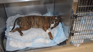 Luna, 7 months old, was found critically injured Aug. 11