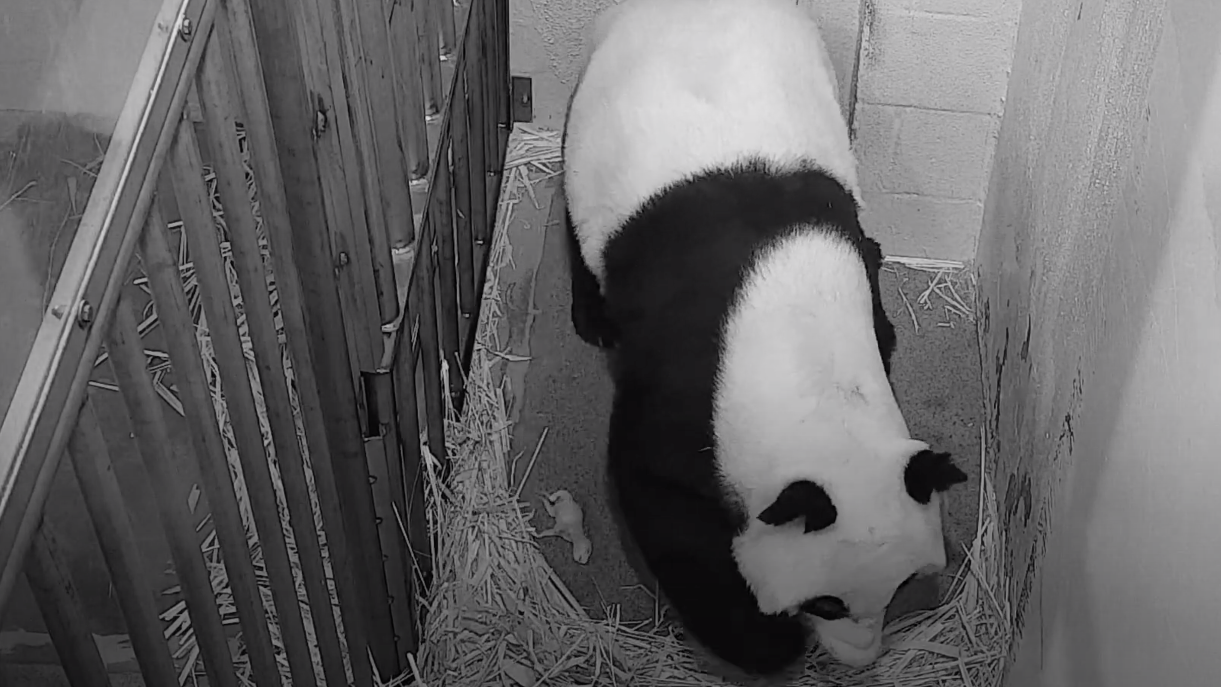 Photos: Early Glimpses of National Zoo’s Newborn Panda Cub – NBC4 ...