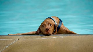 Doggie swim day in D.C.