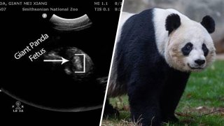 Vets at the Smithsonian's National Zoo detected a potential bundle of joy for the zoo's seasoned giant panda parents -- but they're also emphasizing that we may need to temper our expectations.