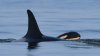 Orca who carried her dead newborn 1,000 miles gives birth to another new calf