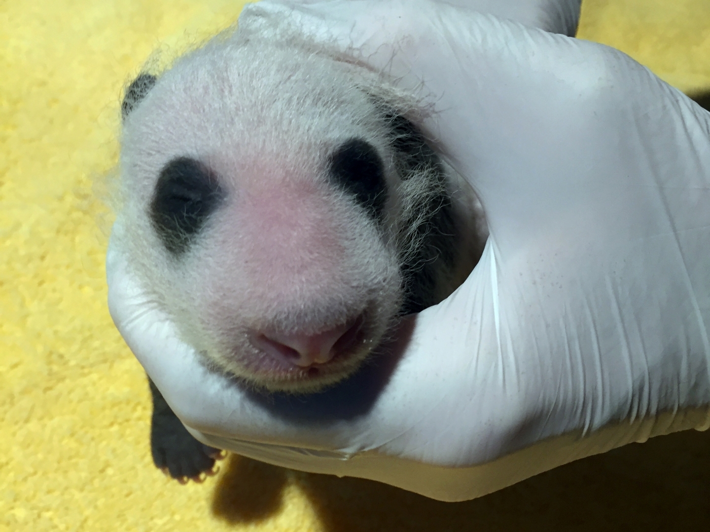 Photos: Early Glimpses of National Zoo’s Newborn Panda Cub – NBC4