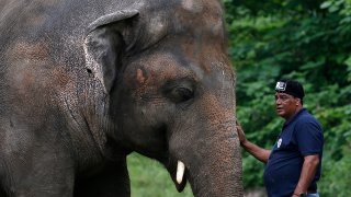 A veterinarian from the international animal welfare organization 'Four Paws' offers comfort to an elephant named 'Kaavan' during his examination at the Maragzar Zoo in Islamabad, Pakistan