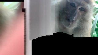 This photo, taken with panorama mode but the phone wasn't turned, and provided by Zackrydz Rodzi shows a monkey who took a selfie in Batu Pahat in the southern state of Johor, Malaysia, Sept. 12, 2020.