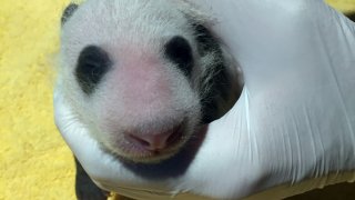 The National Zoo's 3-week-old giant panda