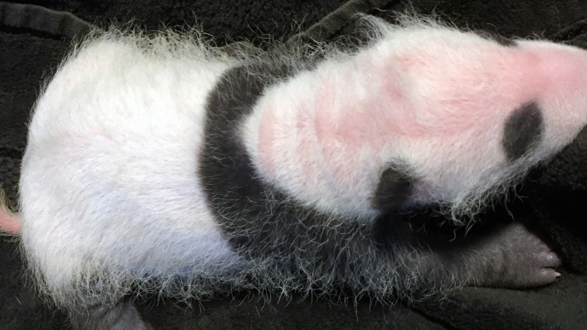 Photos Early Glimpses Of National Zoo S Newborn Panda Cub Nbc4 Washington Photos Early Glimpses Of National Zoo S Newborn Panda Cub Nbc4 Washington