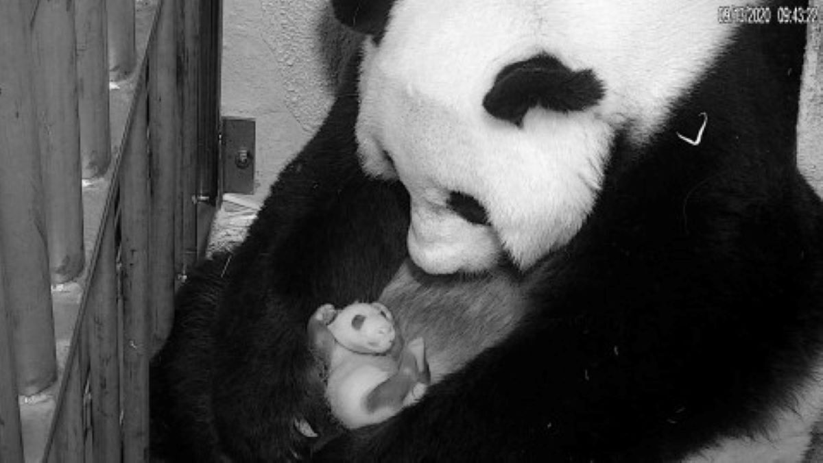 The National Zoo’s Giant Panda Cub Turns 4 Weeks Old – NBC4 Washington