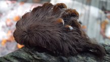 A puss caterpillar in Virginia. Also known as asps, entomologists say they grow to about 1.6 inches. (photo: Virginia Department of Forestry)