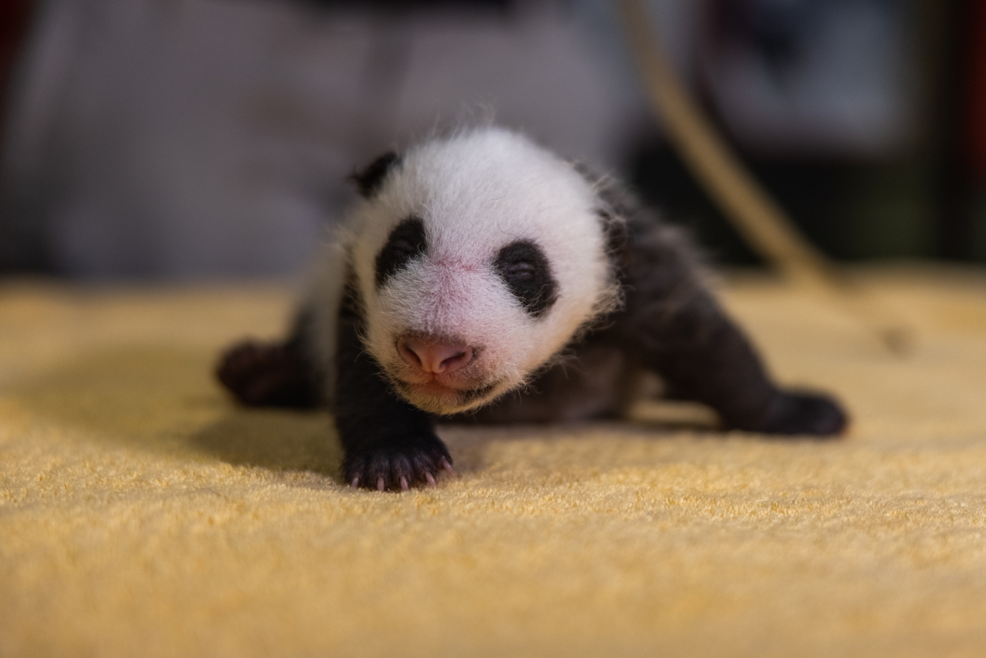Photos: Early Glimpses of National Zoo’s Newborn Panda Cub – NBC4 ...