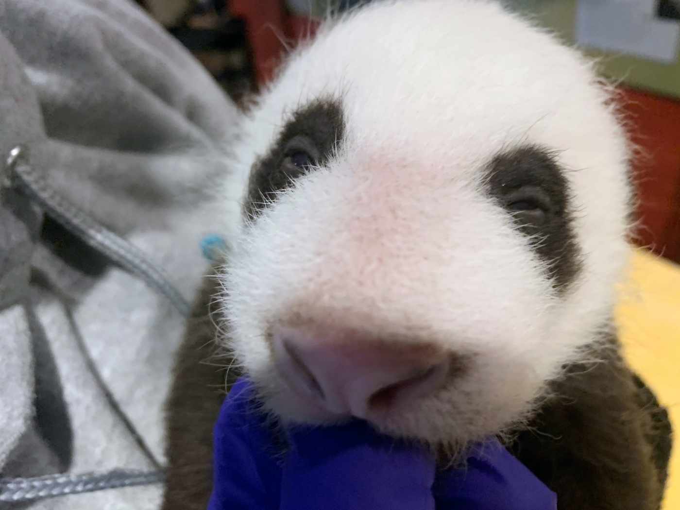 Photos: Early Glimpses of National Zoo’s Newborn Panda Cub – NBC4 ...