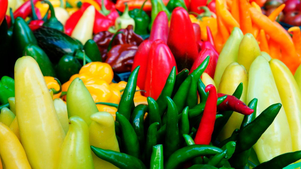 Virginia Teens Grow Peppers, Make Hot Sauce, Music Video NBC4 Washington