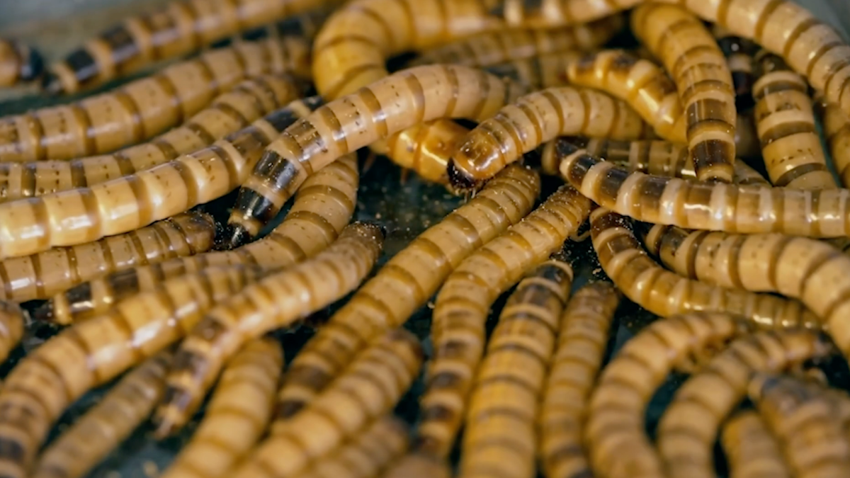 These Super Worms Are Helping Save the by Eating Toxic Plastic