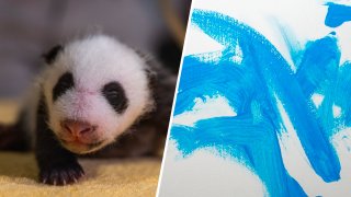 The National Zoo's six-week-old panda cub