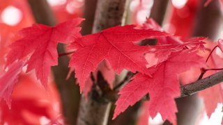 Red maple leaf