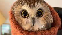 A Ravensbeard Wildlife Center worker swaddles a saw-whet owl
