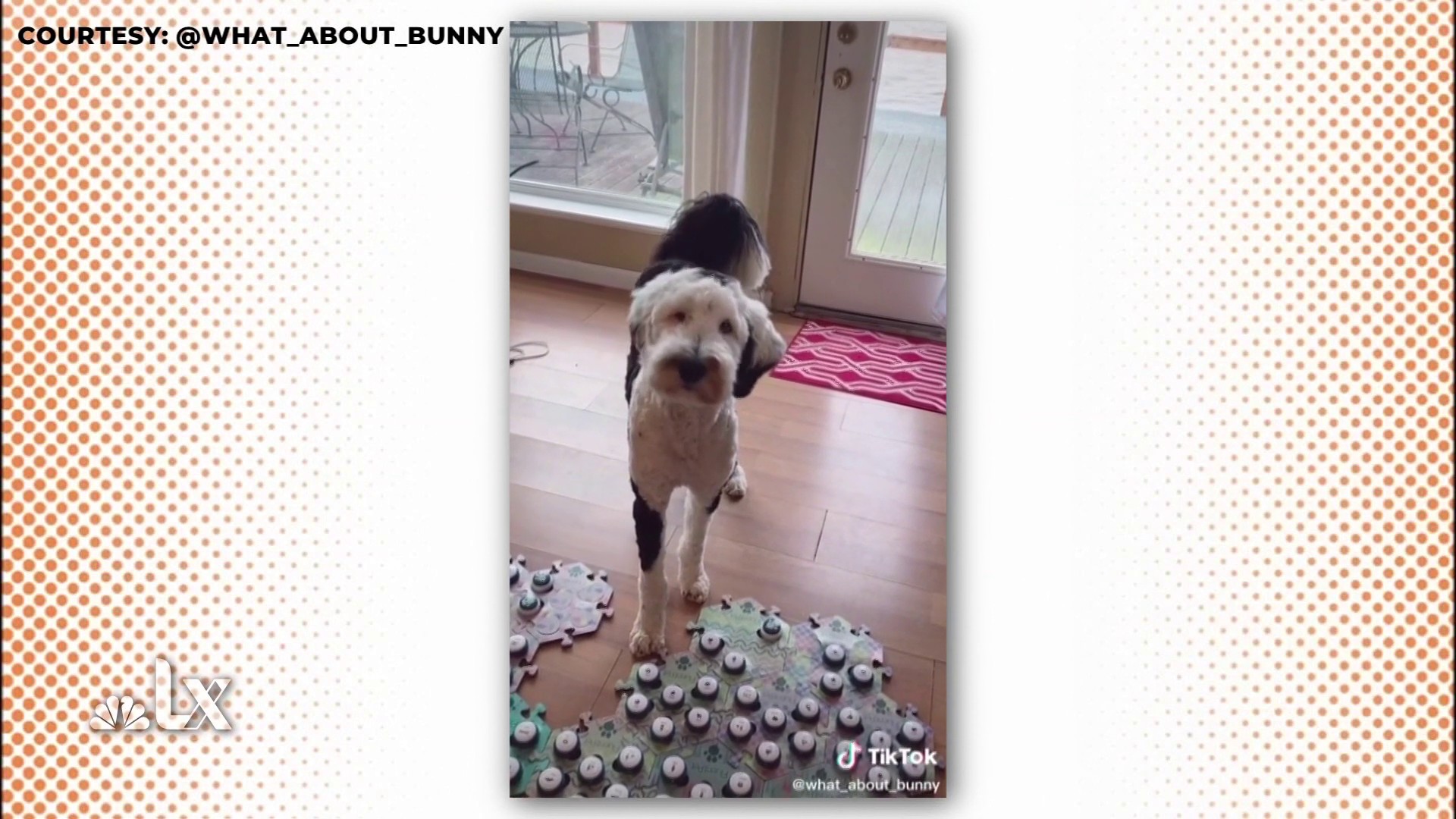 prince the talking dog