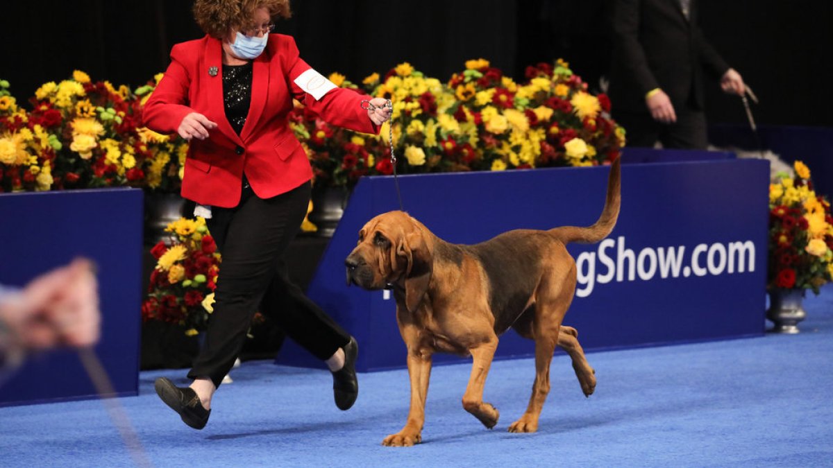 How to watch the 2023 'National Dog Show' – NBC4 Washington - Vimarsana News