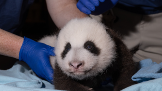 The National Zoo's giant panda cub