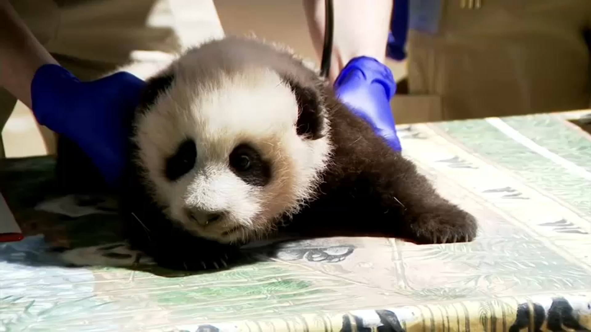 Photos Early Glimpses Of National Zoo S Newborn Panda Cub Nbc4 Washington Photos Early Glimpses Of National Zoo S Newborn Panda Cub Nbc4 Washington