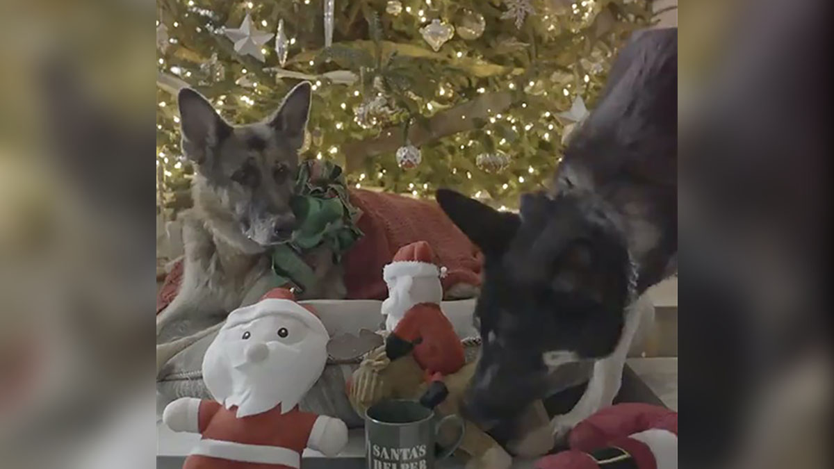 Champ and Major Biden Show Their Different Personalities in Adorable Christmas Video