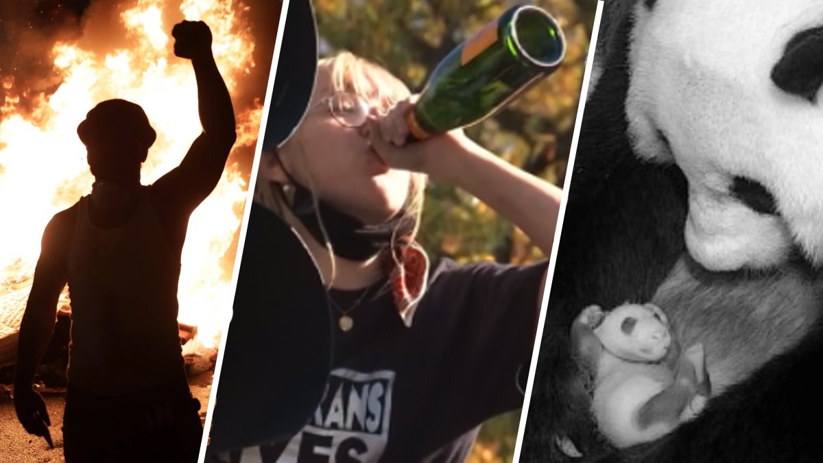 Protests, Celebration and a Baby Panda: See DC’s Biggest Moments of ...