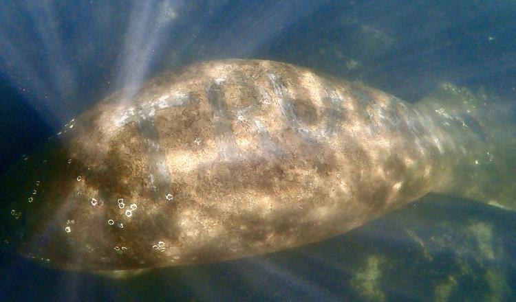 The U.S. Fish and Wildlife Service is investigating the harassment of this manatee. The animal was reported to federal authorities over the weekend when it was discovered with the words "Trump" scrapped in its back.
