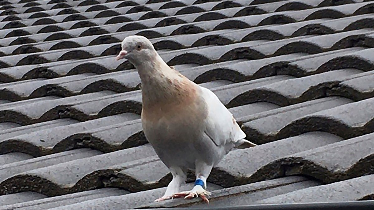 Fake US Leg Band Gets Pigeon a Reprieve in Australia