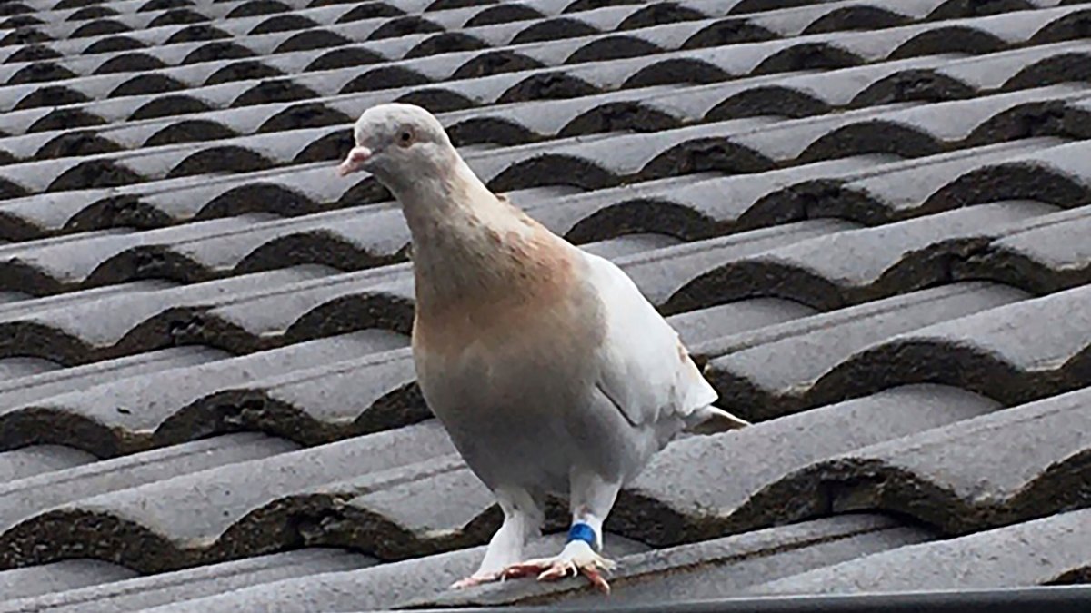 Pigeon With Band On Leg Fake US Leg Band Gets Pigeon a Reprieve in Australia – NBC4 Washington