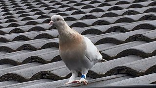 A racing pigeon sits on a rooftop