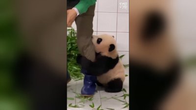 Adorable Baby Panda Clings To Zookeepers Leg Goes Viral Nbc4 Washington