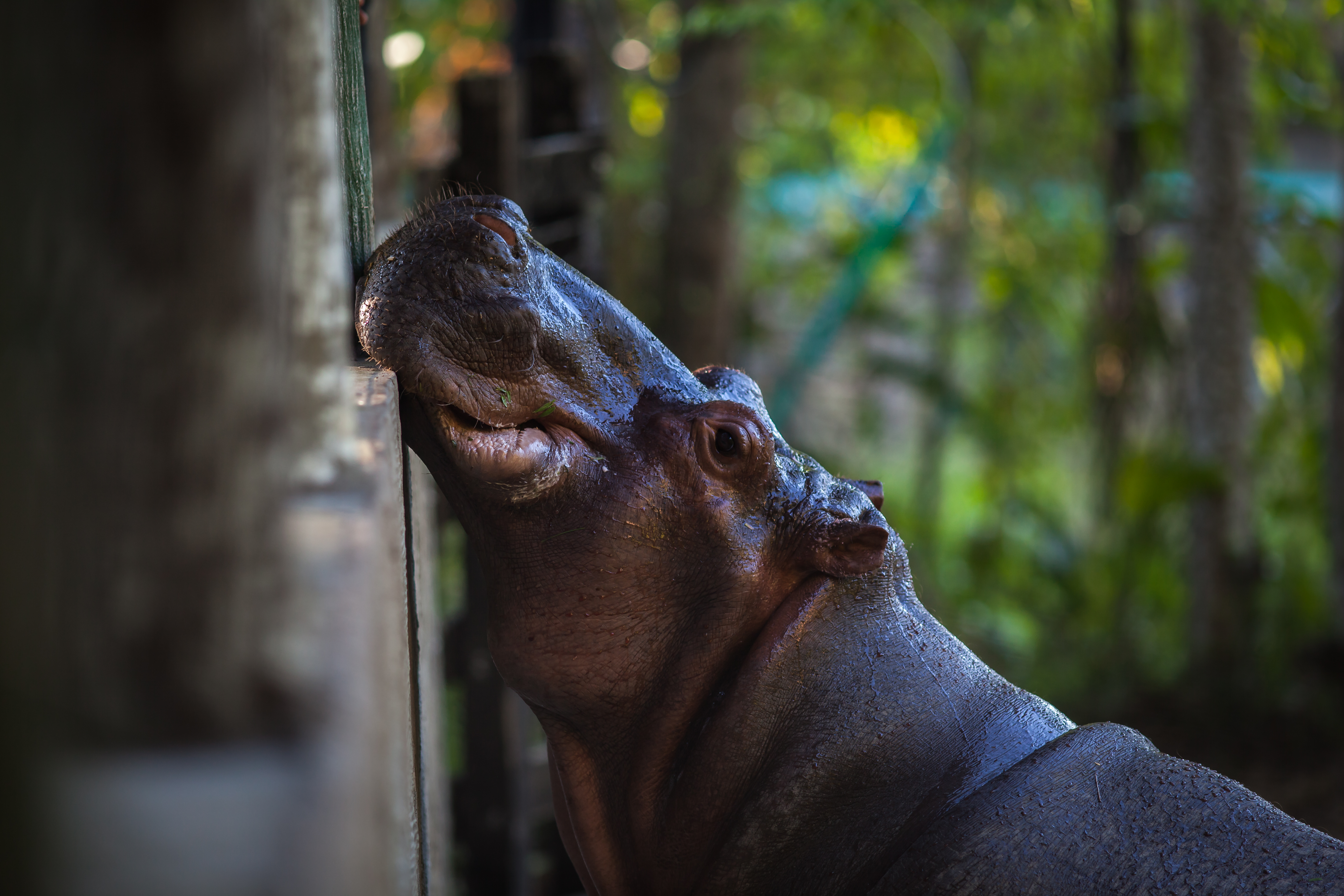 The Hippo (short for Hippopotamus Defense) is a setup that can be used