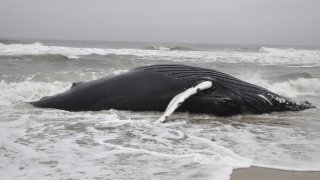 Assateague Island National Seashore