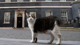 In this Thursday, May 21, 2020, file photo, Larry, the official 10 Downing Street cat, walks outside 10 Downing Street before the nationwide Clap for Carers to recognize and support National Health Service (NHS) workers and carers fighting the coronavirus pandemic, in London. Monday, Feb. 15, 2021, marks the 10th anniversary of rescue cat Larry becoming Chief Mouser to the Cabinet Office in a bid to deal with a rat problem at 10 Downing Street.