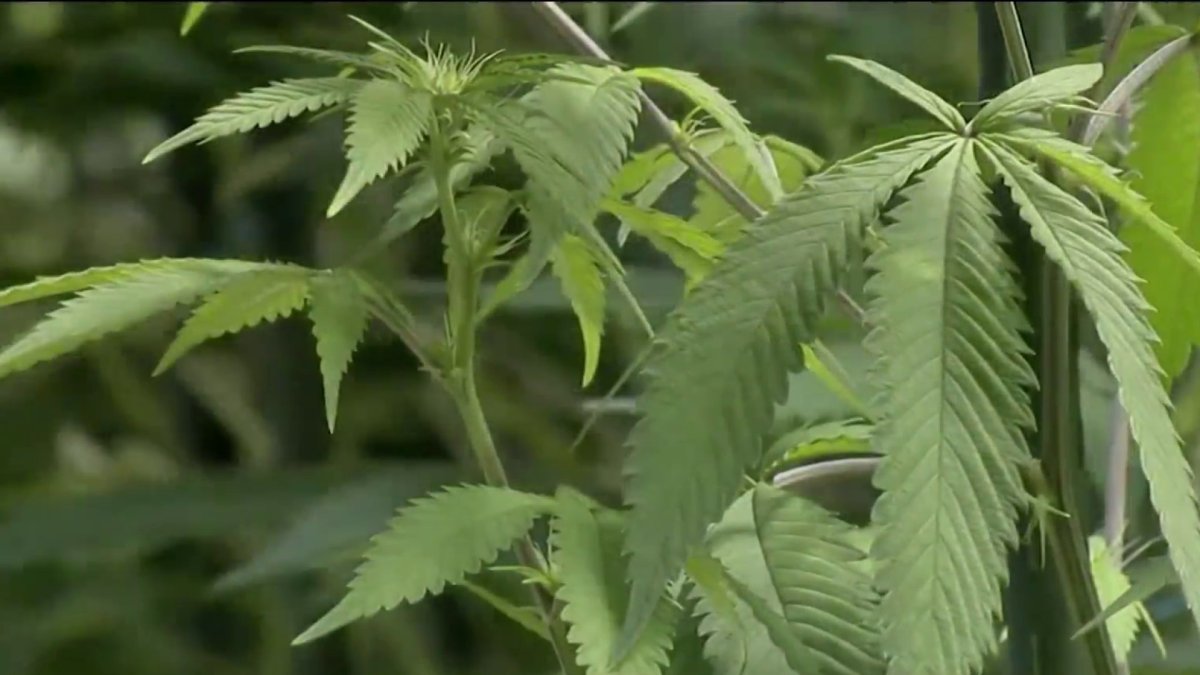 Virginia Lawmakers Vote to Legalize Marijuana in 2024 NBC4 Washington