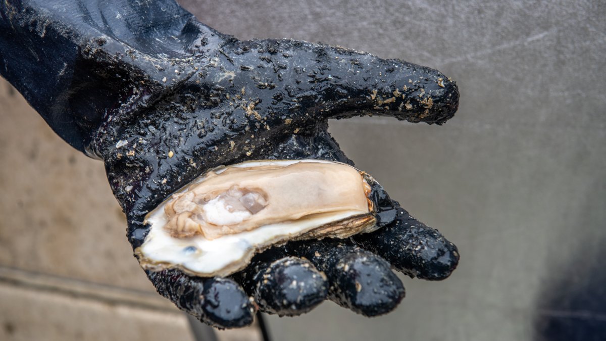 Tainted Maryland Oysters Sicken More Than 20 After Warning Lapse - Vimarsana News