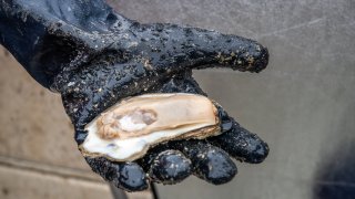 A palm-sized oyster in a gloved hand