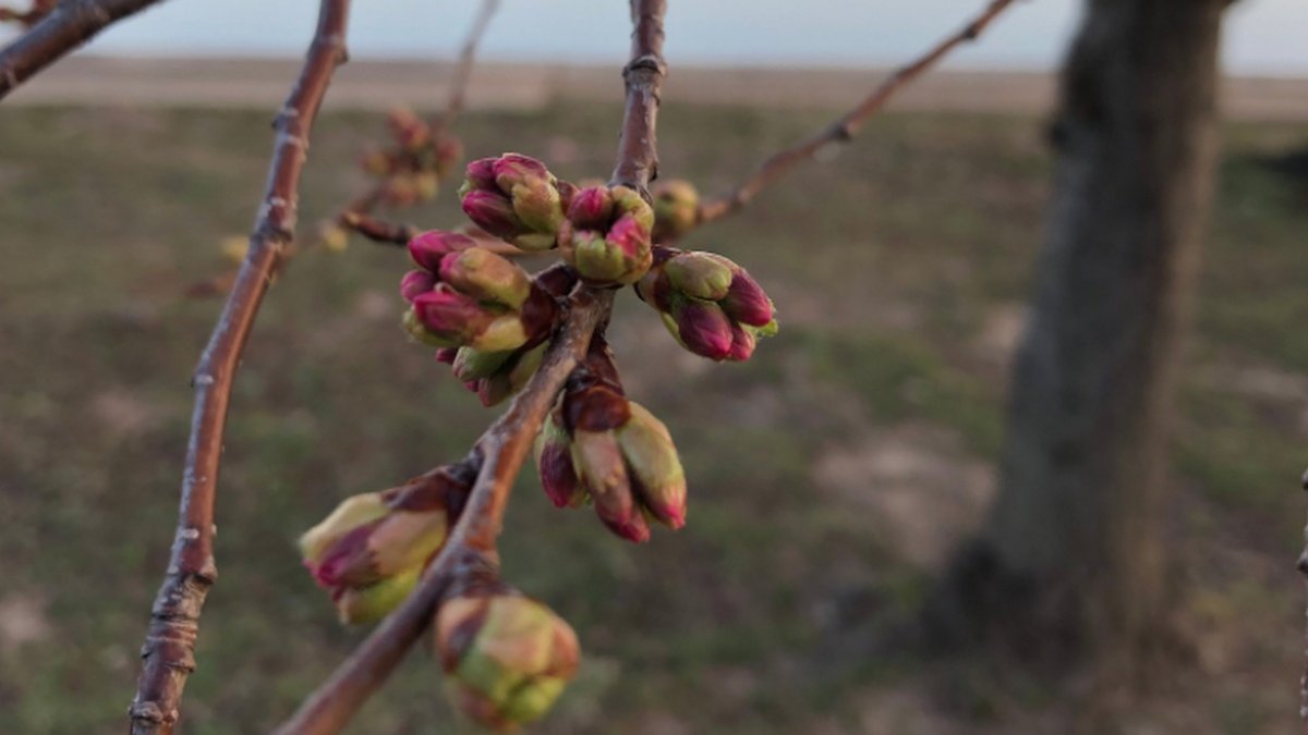Washington, DC Cherry Blossoms 2021 Next Blooming Phase Begins NBC4