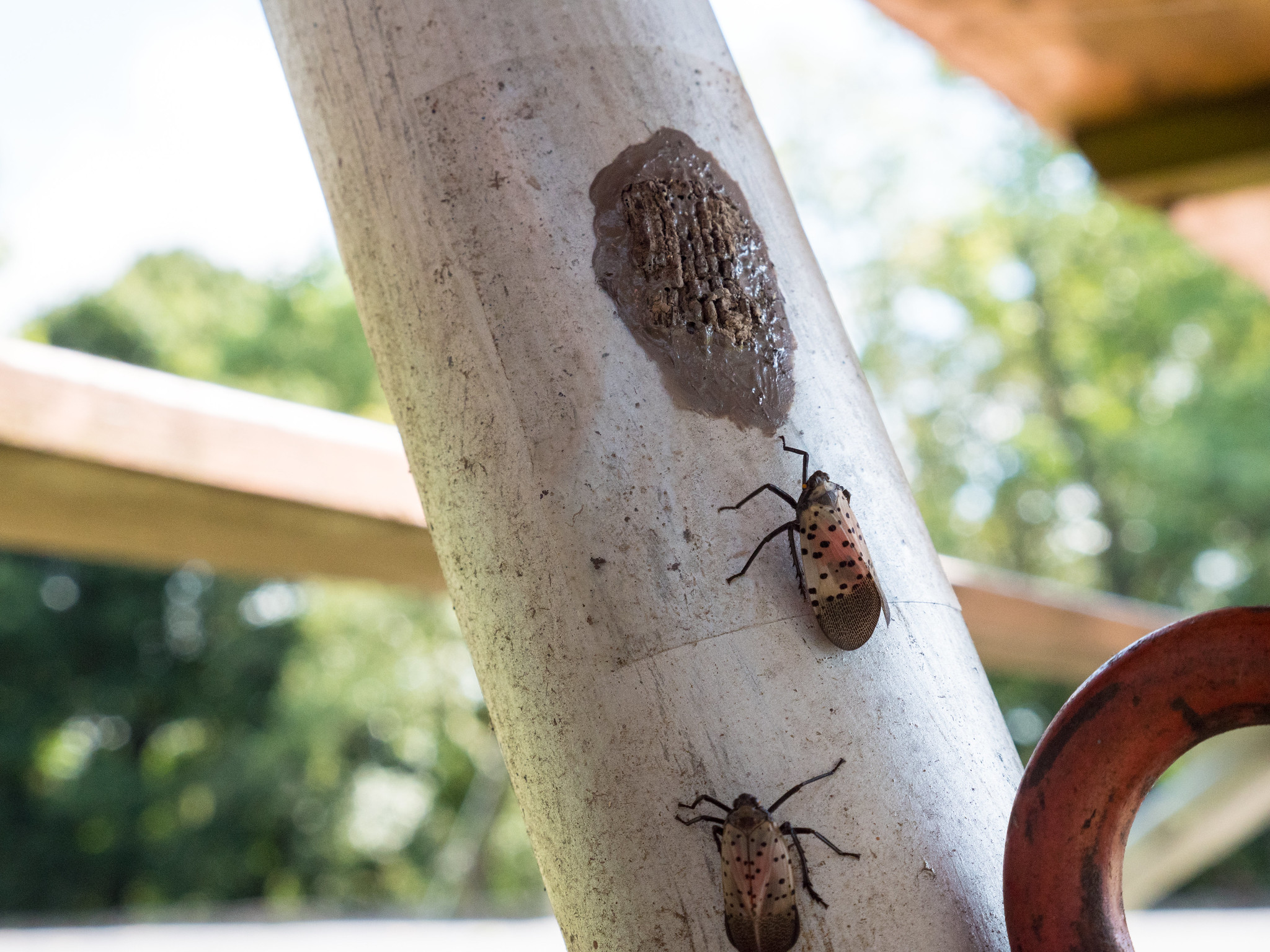 leg of metal table. 2 bugs - lanternflies - crawling on the pole toward the eggs