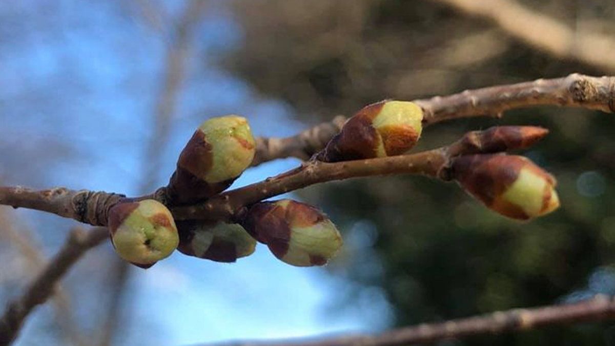 Blossom Watch Begins DC Cherry Trees Reach Stage 1 NBC4 Washington