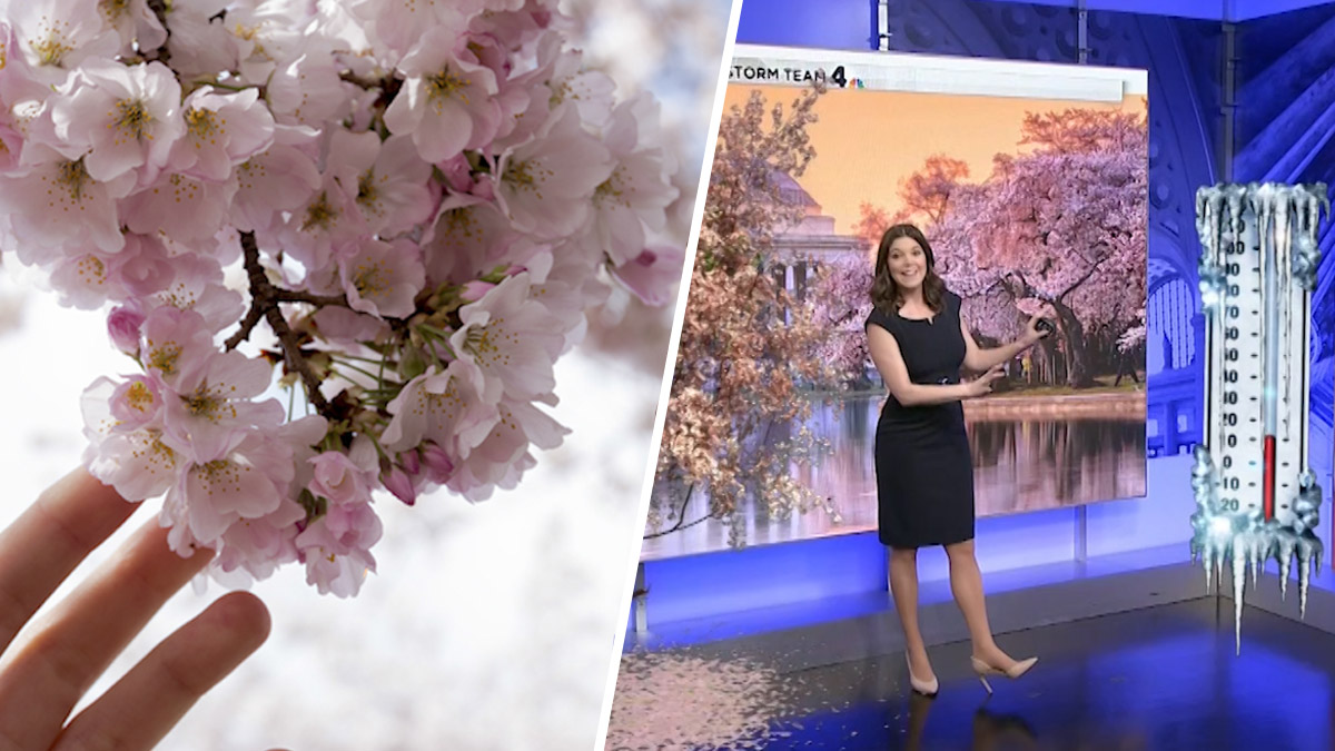 Cherry Blossoms in DC: When to Visit for Peak Bloom, Top Events – NBC4  Washington