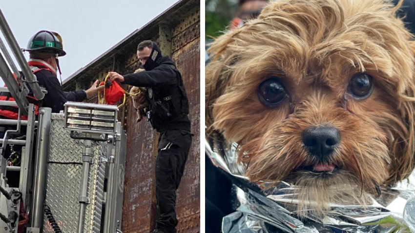 dog rescue potomac river