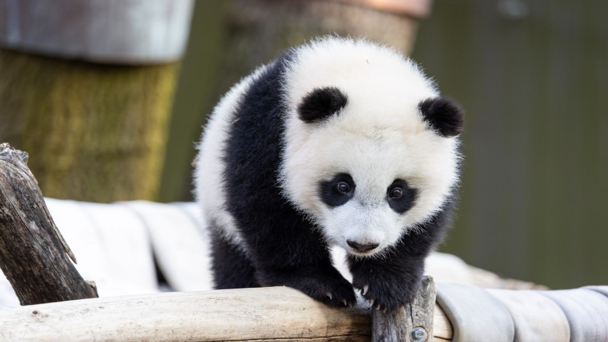 National Zoo Panda Cub Xiao Qi Ji Celebrates 2nd Birthday – NBC4 Washington