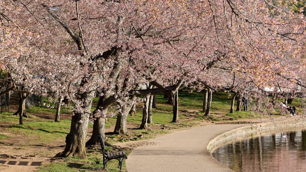 MLB - The D.C. Cherry Blossoms have arrived early this year