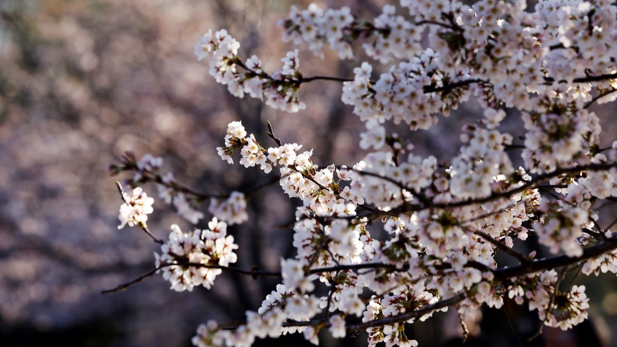 Blossom trees перевод